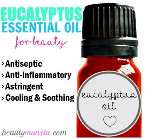 The fragrant eucalyptus trees, also known as Blue Gums, are used to produce a powerful essential oil. Benefits of eucalyptus essential oil: