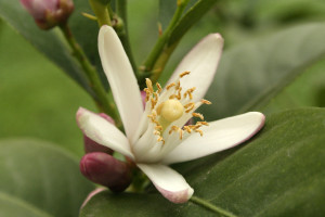 Neroli essential oil is extracted from the sweet smelling neroli flowers, also known as orange blossom. Photo credit: Juan Eduardo Sara Zaro, flickr.com