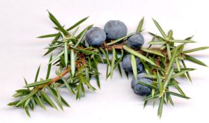 Did you know: Juniper berries were long used in Ancient Greece as a medicine before they were consumed as food.