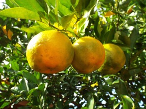 Bergamot essential oil is got from bergamot oranges. This essential oil is extremely good for fading acne scars, rejuvenating dull skin & healing eczema 