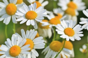 Chamomile essential oil is especially good for treating & soothing dry eczema 