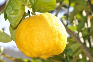 Did you know: lemon essential oil also brightens the skin and helps fight acne!