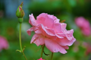 Rose essential oil is carefully extracted from fresh rose petals. It's one of the best essential oils for skin care and among the first essential oils I bought! It smells SO DIVINE! 