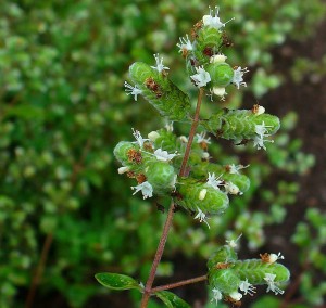 Did you know that sweet marjoram essential oil is also used for headaches, migraines and insomnia 