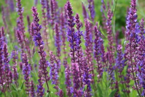 Did you know that lavender essential oil stimulates hair growth and helps regrow bald patches! 