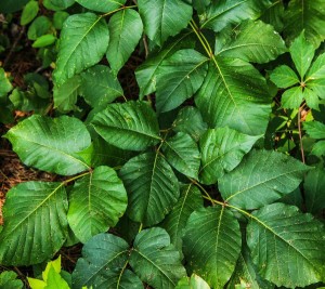 Here’s what the poison ivy plant looks like - it’s a vine/shrub with three leaflets, so the next time you go hiking, don’t forget to keep away from them!