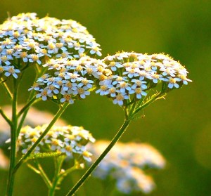 Soothing, healing and relaxing, yarrow essential oil also helps treat irregular periods & menopause problems