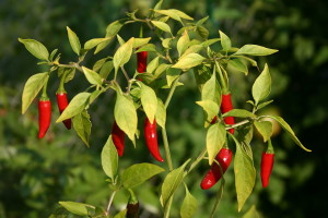 Capsaicin, a powerful compound in cayenne peppers, is a key ingredient in many psoriasis creams 