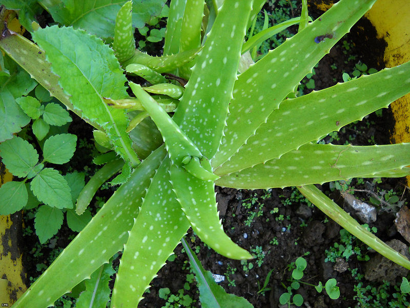 800px-Aloe_Vera_(4700054020)