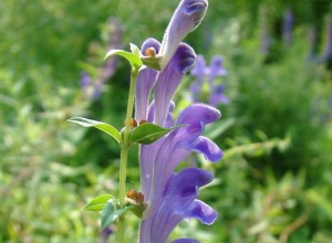 The herb skullcap, also known as blue skullcap, is native to North America.