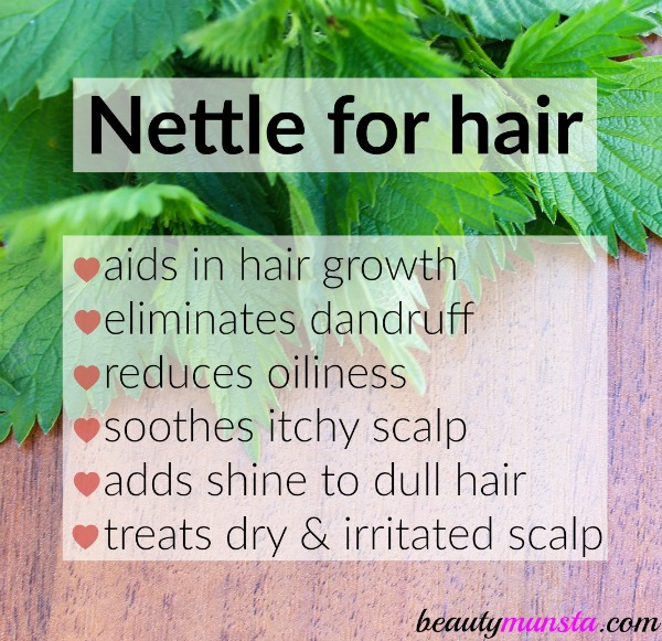 Discover uses & benefits of stinging nettle for hair growth & more!