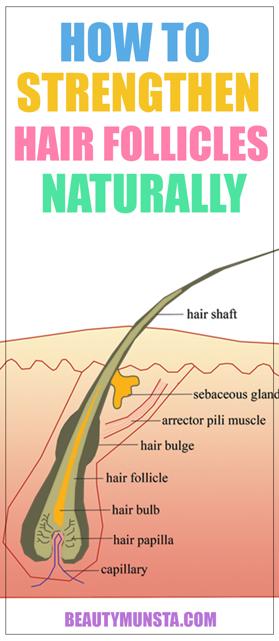 Before we look at how to strengthen hair follicles naturally, let’s first understand what exactly hair follicles are and what their purpose is in promoting healthy and strong hair.