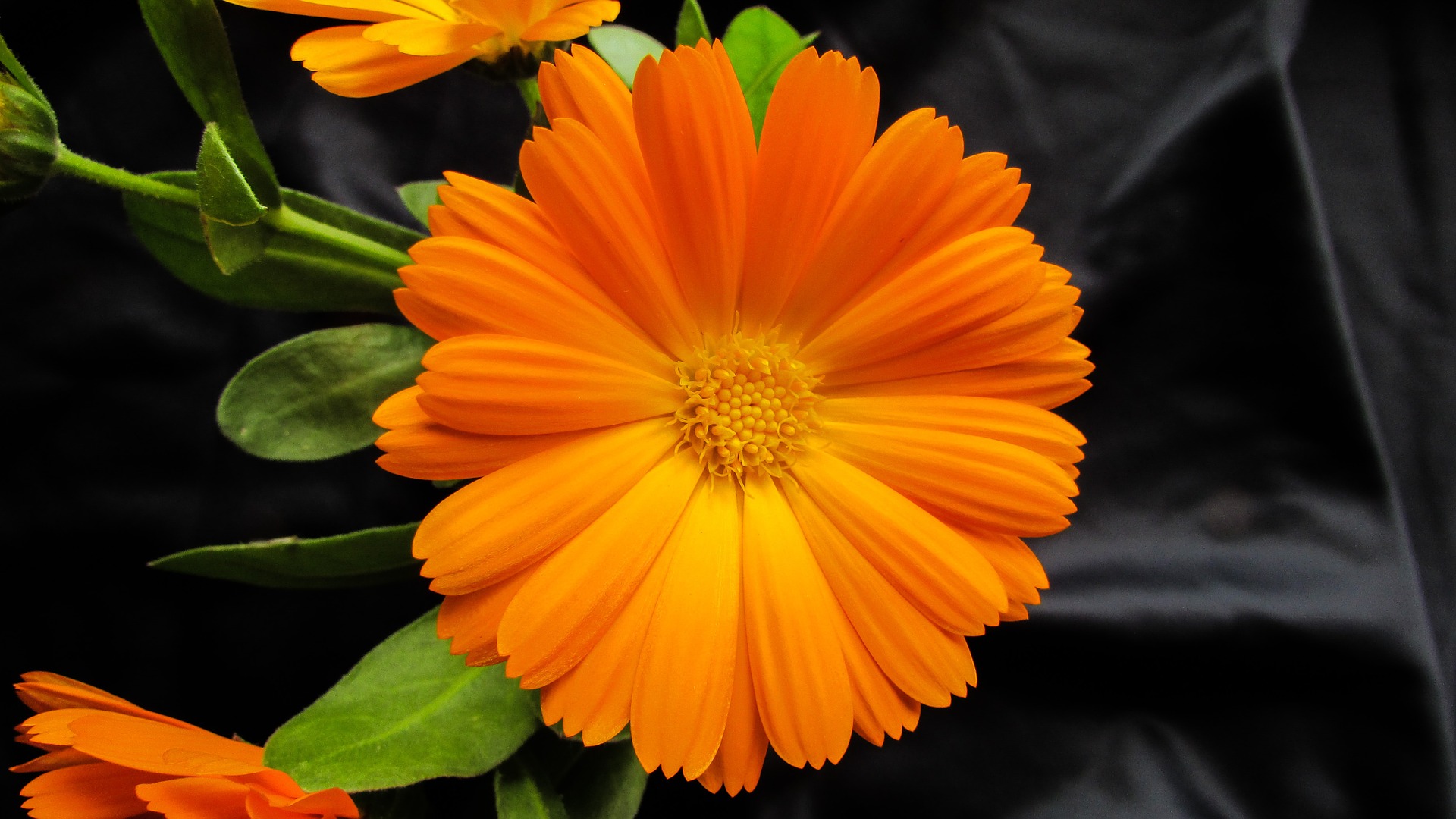 Calendula (calendula officinalis), also known as pot marigold, has been used by herbalists to heal wounds, cuts, burns and scrapes, etc in tincture, salve or cream form.