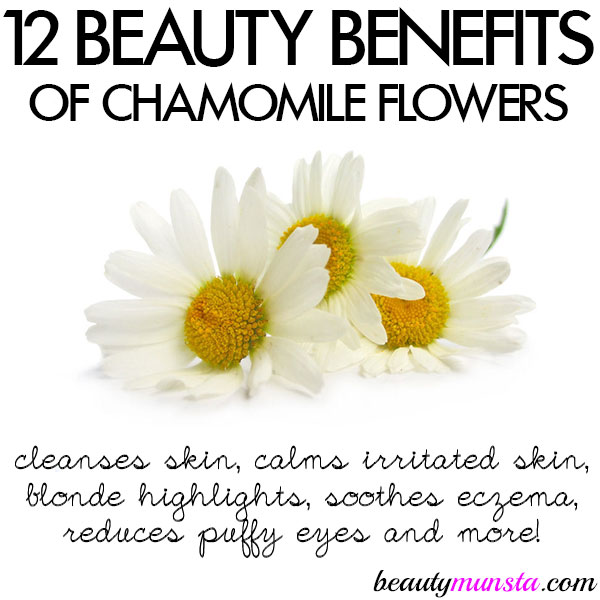 beauty benefits of chamomile flowers