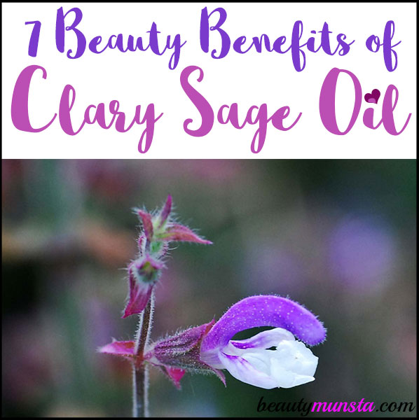 Clary sage oil is oh-so-amazing for beauty! Read 7 beauty benefits of clary sage essential oil in this post!