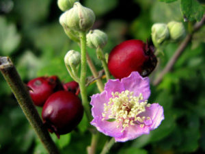 The rosehip flower by Ann Mari, flickr