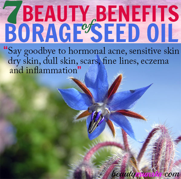 Discover 7 ballistic beauty benefits of borage seed oil! It's helpful for hormonal acne, aging skin, eczema and more!