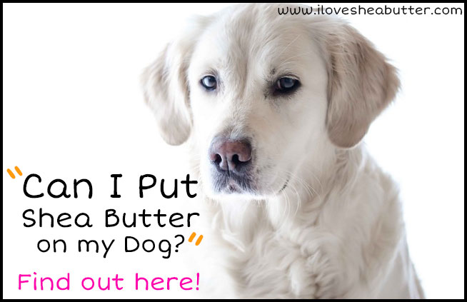 Can I put shea butter on my dog? And is it toxic if they eat it?! Find out here