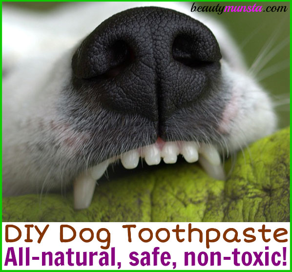 Diy Dog Toothpaste With Safe Essential Oils Beautymunsta Free Natural Beauty Hacks And More