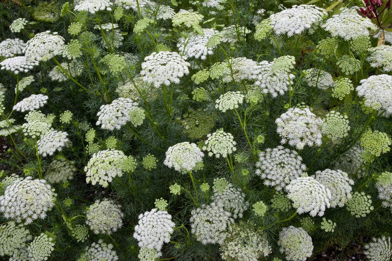 This is the plant carrot seed essential oil is got from. It has white lace-like flowers so it's called Queen Anne's Lace. When those flowers dry and shrivel up, the seeds that remain are steam distilled to get the essential oil!