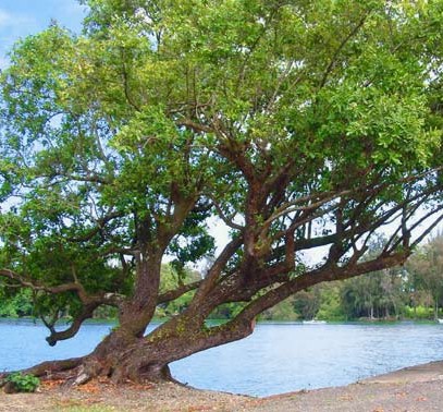 Tamanu tree growing near the ocean