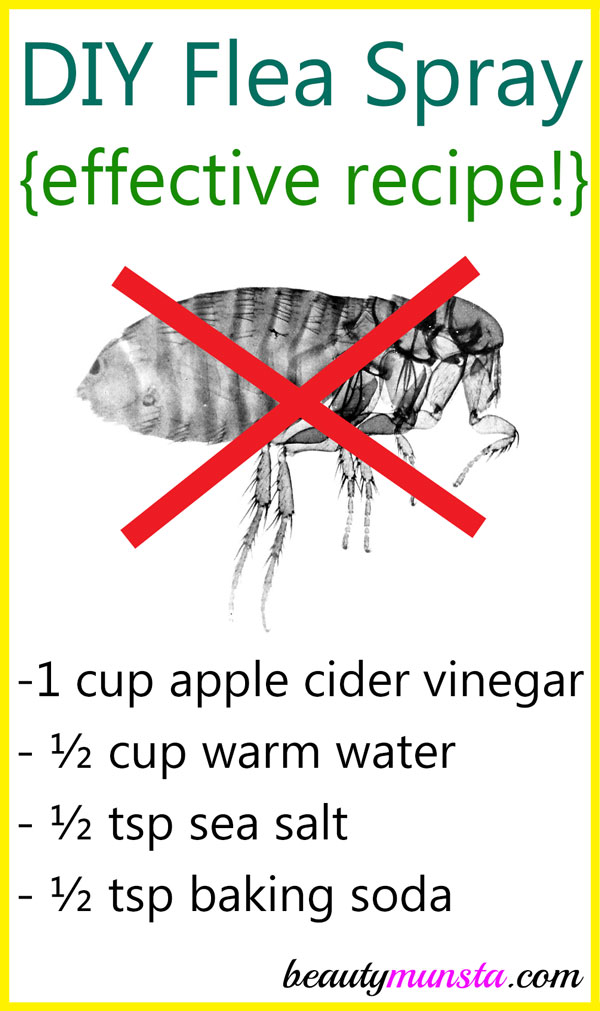 Homemade Flea Spray With Vinegar And Baking Soda Beautymunsta Free Natural Beauty Hacks And More