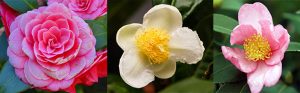 From left: Camellia japonica, camellia sinensis, camellia oleifera